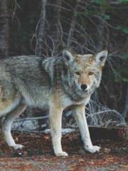 lt;Honor calls for N