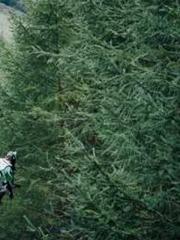 lt;Honor calls for N