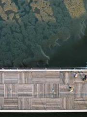 Li Qingqing and Zhao