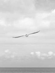 Transmigration: Feel